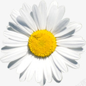 白色分层花朵素材