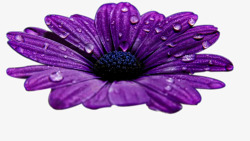 紫色花朵水珠素材
