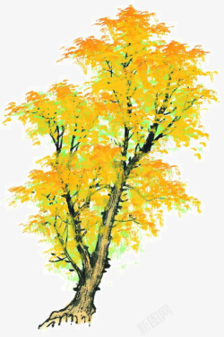 秋季枫叶树手绘素材