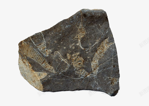 黑色地质层化石png免抠素材_88icon https://88icon.com 化石 历史 地质 石头 考古 黑色