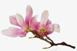 粉红色香味带梗的玉兰花瓣实物素材