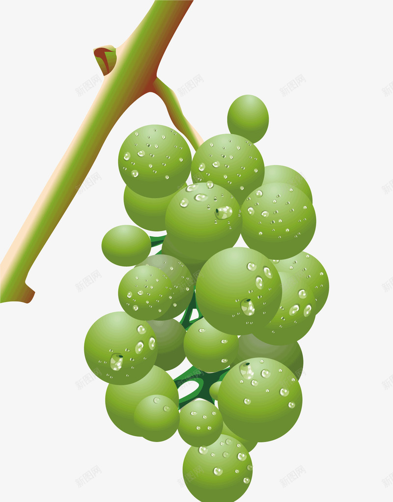 枝干上的葡萄矢量图ai免抠素材_88icon https://88icon.com 未成熟 枝干 水果 水果蔬菜 水珠 绿色的葡萄 食物 矢量图
