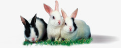 可爱小兔子造型草地素材