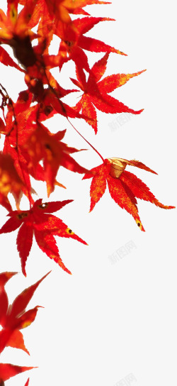 秋天的红枫叶素材