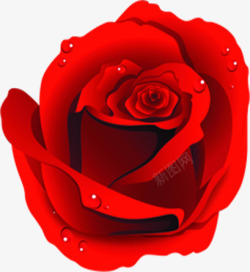 水珠红色玫瑰花朵素材