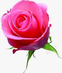 玫瑰粉红色七夕情人节素材