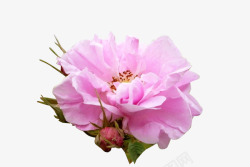 粉红月季花装饰素材