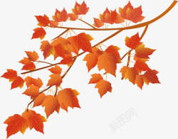 卡通枫叶素材