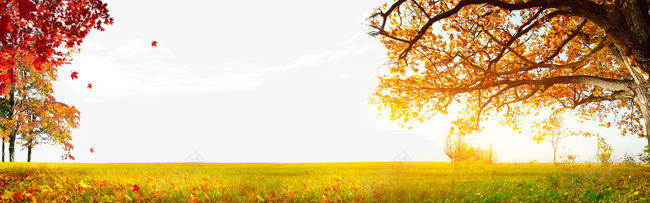 秋季海报版式云枫叶树png免抠素材_88icon https://88icon.com 云 枫叶 树 海报 淘宝 版式设计 秋季海报版式设计 草地