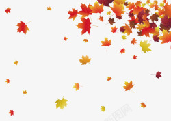 秋季黄色枫叶矢量图素材