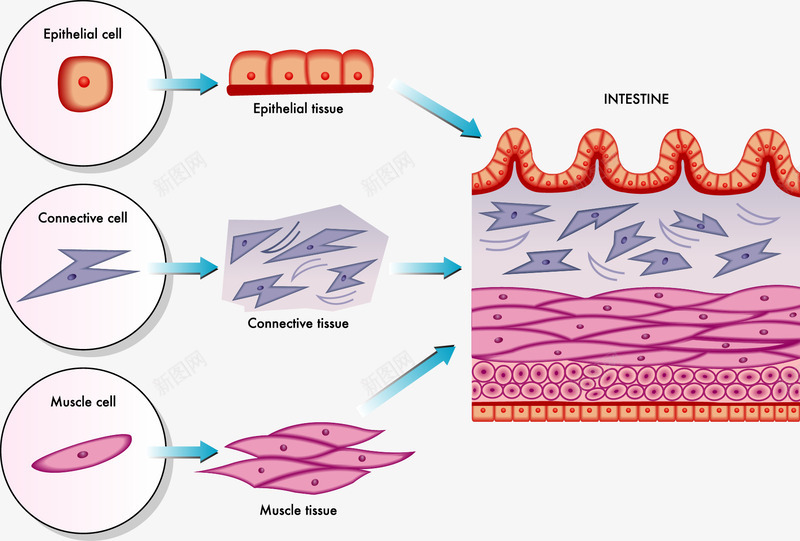 皮肤细胞分层图png免抠素材_88icon https://88icon.com 医疗插图 生物学 皮肤结构 细胞