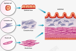 生物学插图皮肤细胞分层图高清图片