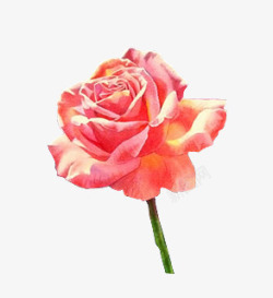 彩绘粉红玫瑰花装饰素材