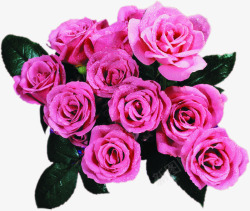 粉色玫瑰花水珠素材