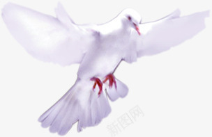 和平鸽PSD分层png免抠素材_88icon https://88icon.com psd 分层 和平鸽 素材