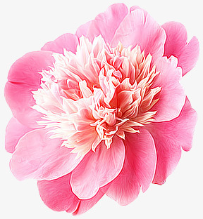 粉红花朵花瓣花蕊png免抠素材_88icon https://88icon.com 粉红 花朵 花瓣 花蕊