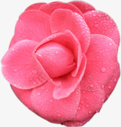 粉色花朵植物水珠素材