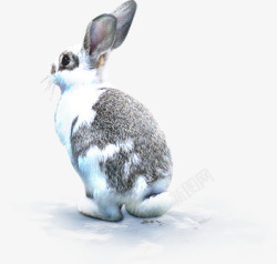 冬季黑白色兔子素材