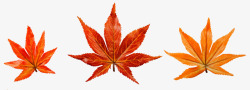 秋天枫叶装饰图案素材