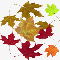 彩色梧桐叶实物彩色叶子高清图片