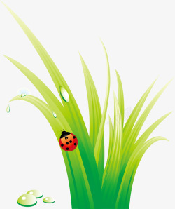 小草和虫子绿色小草瓢虫高清图片