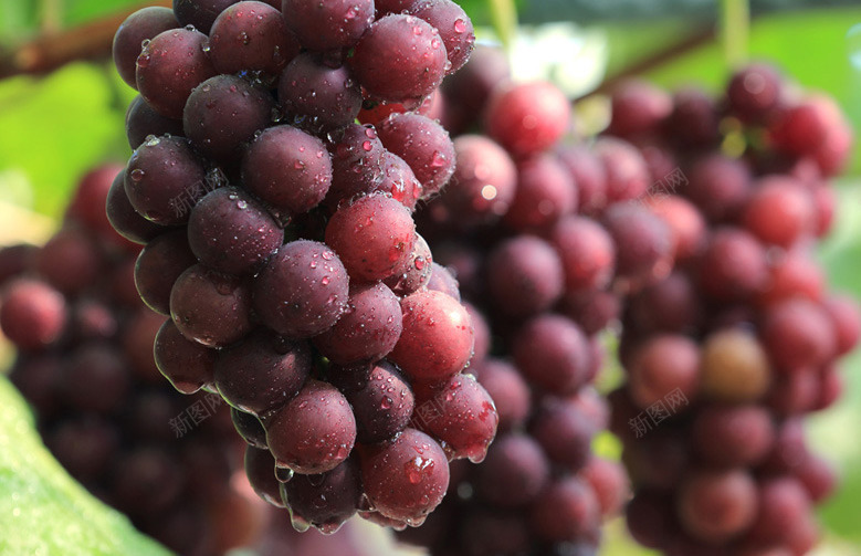 水滴葡萄树背景png免抠素材_88icon https://88icon.com 水滴 背景 葡萄