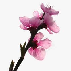 粉红桃花花朵花枝装饰素材