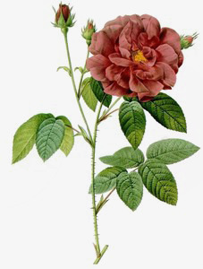 手绘粉红色复古花朵素材