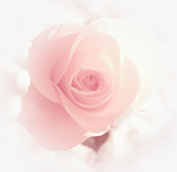 创意合成粉红色的玫瑰造型效果素材