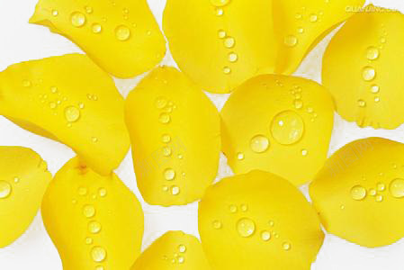 黄色花瓣png免抠素材_88icon https://88icon.com 水珠花瓣 漂亮花瓣 花瓣 黄色