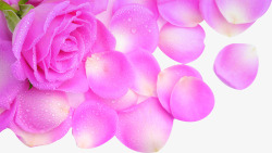 粉色娇艳水珠玫瑰花素材