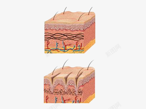 皮肤细胞png免抠素材_88icon https://88icon.com 分层 皮肤 皮肤细胞 素材 细胞