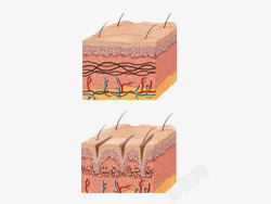 皮肤细胞素材
