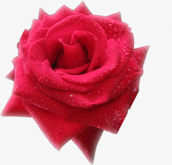 水珠鲜艳玫瑰花七夕情人节素材