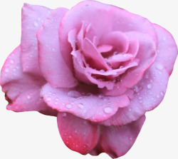 水珠粉色玫瑰素材
