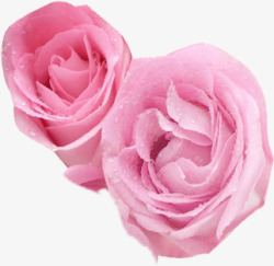 粉色玫瑰花朵植物盛开分层素材