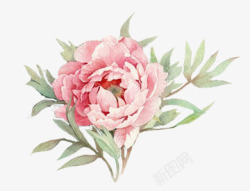 彩绘粉红牡丹花花朵素材
