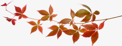 红叶树枝素材