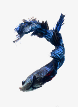 蓝色特效鱼装饰图素材