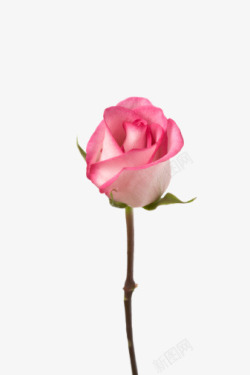 玫瑰花粉红玫瑰花朵装饰素材