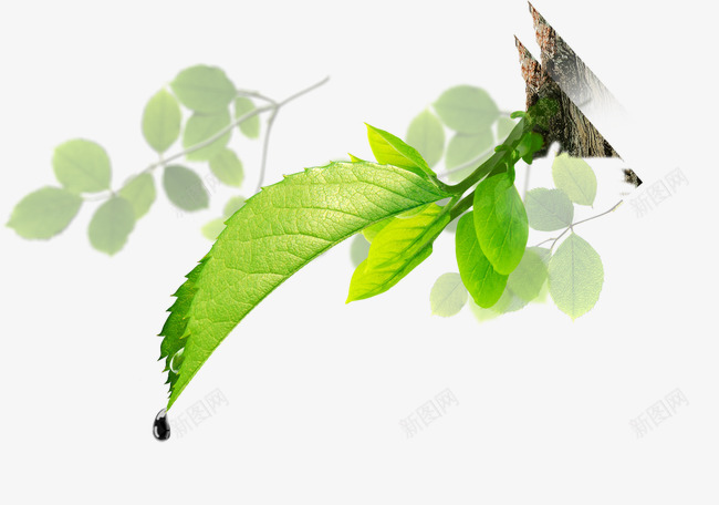 唯美精美树叶树枝阴影水滴露珠png免抠素材_88icon https://88icon.com 唯美 树叶 树枝 水滴 精美 绿色 阴影 露珠