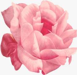 手绘粉色分层花朵玫瑰素材