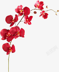 摄影创意红色的梅花花卉素材