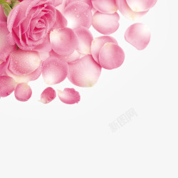 带水滴的玫瑰与花瓣素材
