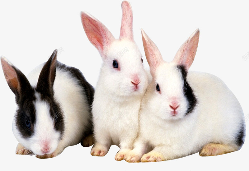 三只可爱的小兔子png免抠素材_88icon https://88icon.com 产品实物 可爱兔子 家庭宠物 黑白色