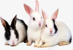 三只可爱的小兔子素材