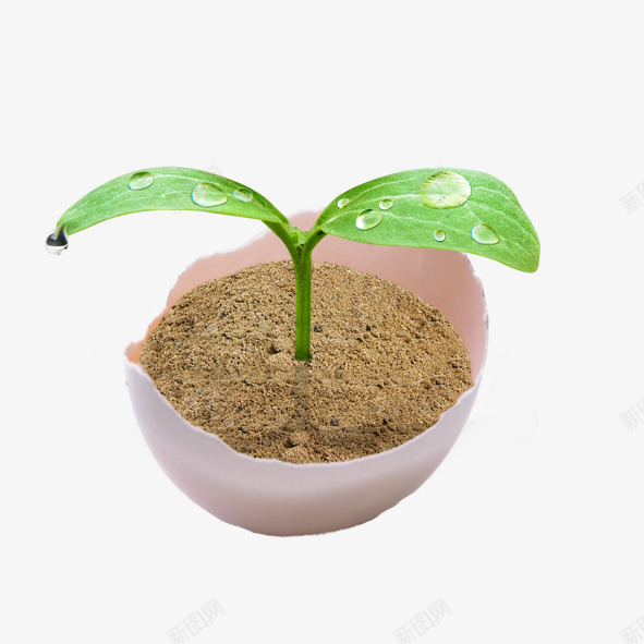 创意鸡蛋壳绿叶png免抠素材_88icon https://88icon.com 创意 水珠 绿叶 鸡蛋壳