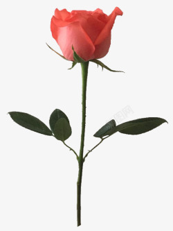 情人节粉红玫瑰素材