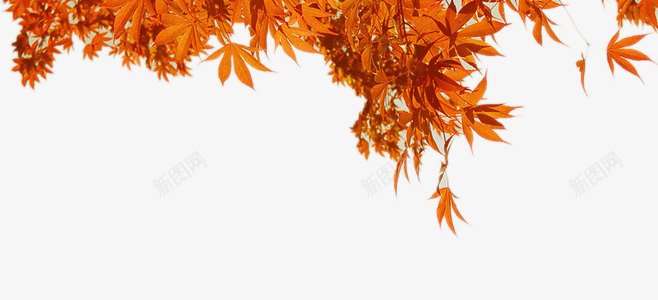 橙色枫叶背景png免抠素材_88icon https://88icon.com 枫叶 树叶 植物 橙色 背景元素
