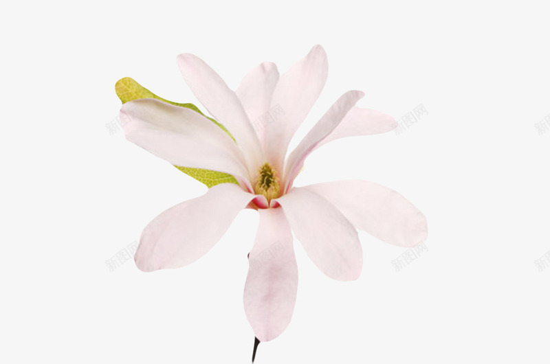 粉红色带香味和一片叶子的玉兰花png免抠素材_88icon https://88icon.com 喜光 木兰科 枝叶 树叶 植物界 玉兰花瓣 粉红色带香味和一片叶子的玉兰花瓣实物免费下载 耐寒 花瓣 芳香油 药用价值 观赏植物